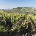 Photo of Agriturismo Dattilo