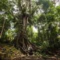Photo of Amazon Yanayacu Lodge