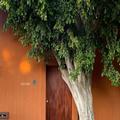 Image of Casa Carmen Reforma