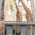 Image of Emirates Park Resort