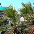 Image of Hotel Esperia