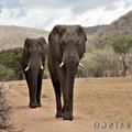 Image of Kaingo Game Reserve