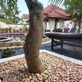 Photo of Lovina Vibes Hotel