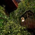 Image of Nandini Jungle by Hanging Gardens