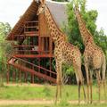 Exterior of Pezulu Tree House Lodge