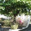 Photo of Pineapple Court Hotel