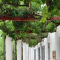Exterior of Port Wine Guest House