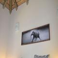 Image of Raptors Wildlife Escapes