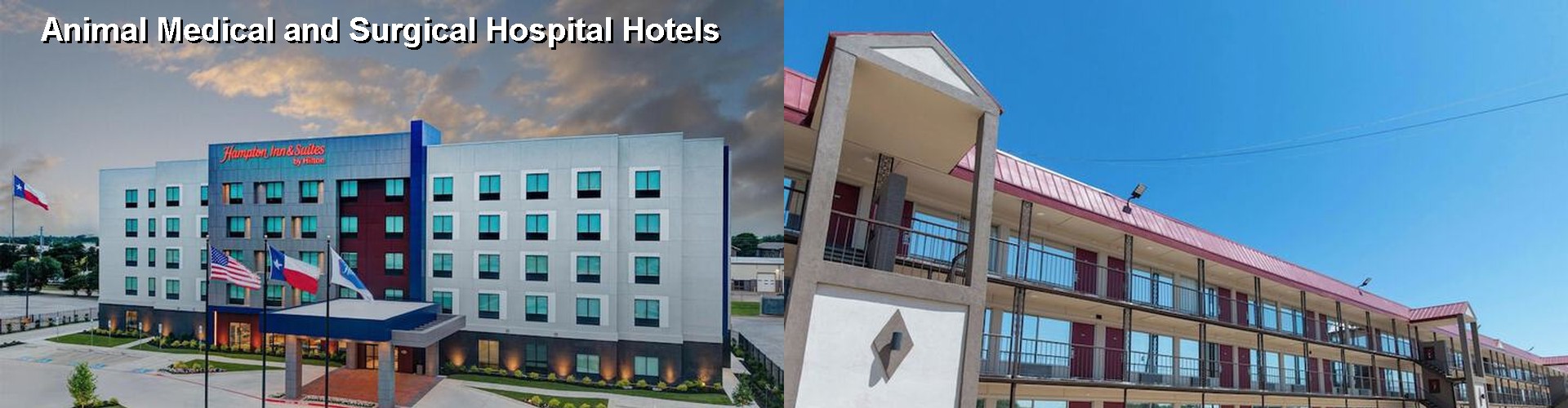 4 Best Hotels near Animal Medical and Surgical Hospital