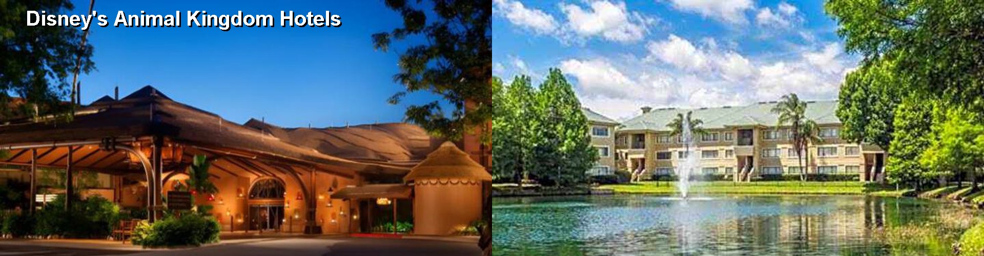 2 Best Hotels near Disney's Animal Kingdom