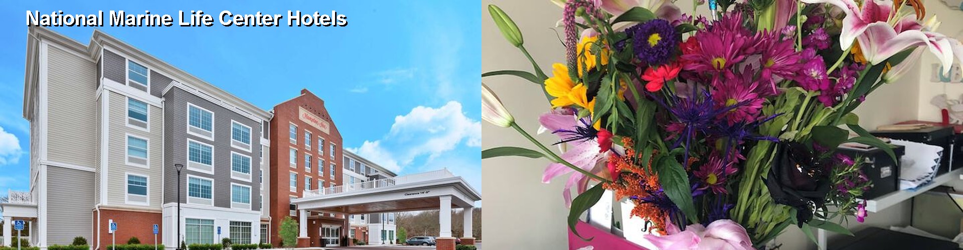 3 Best Hotels near National Marine Life Center