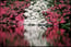 Azaleas At Augusta National 8 of 10