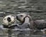 Monterey Bay Aquarium 9 of 9