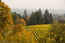 Area Vineyard -Fall 16 of 19